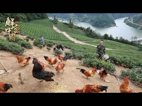 , title : '贵州大山里的贫困村，村民们被动员去养殖散养鸡，一年脱贫致富，一只鸡有多赚钱？【山海录】'