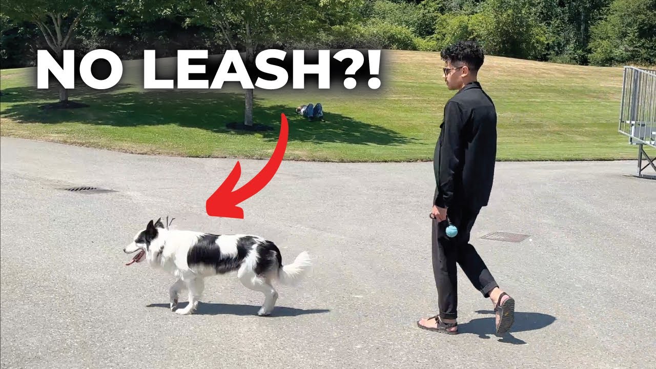 How I Walk My Dog (As a Professional Dog Trainer)