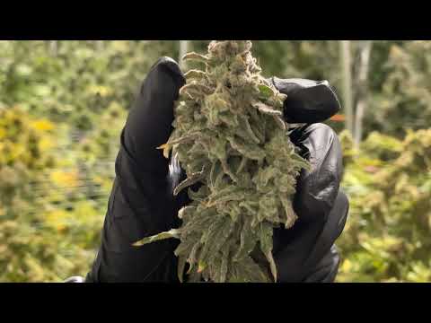 New MAC1 Flower at Production