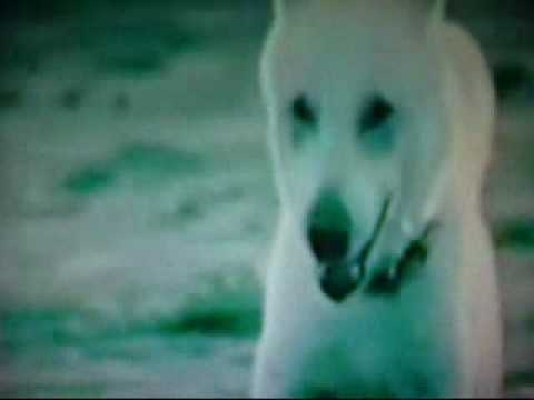 Goro bílý pes klip česky