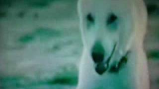 Goro bílý pes klip česky