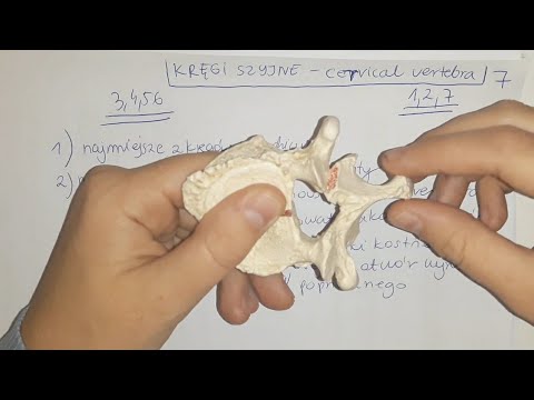 KRĘGI SZYJNE 3,4,5,6 -ANATOMIA