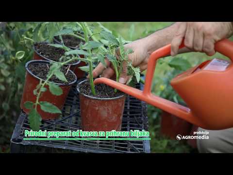 Cheap And Effective FERTALIZER With Yeast for Plants - They Grow Like Crazy| How To Make