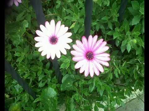 Who's Knocking [Ferry Corsten Remix] - Edun FB