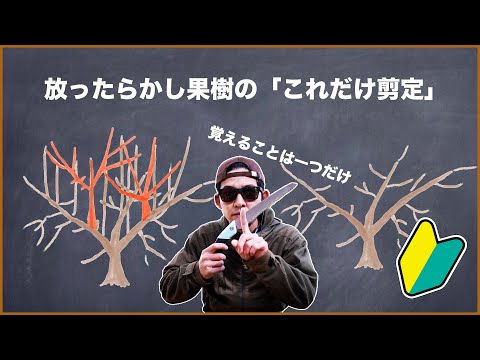 翡翠の木の剪定方法は？簡単なビデオチュートリアル + トップメンテナンスのヒント  庭園