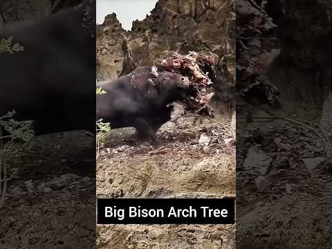 Unbelievable Big Bison Arch Tree: Nature's Masterpiece You Have to See