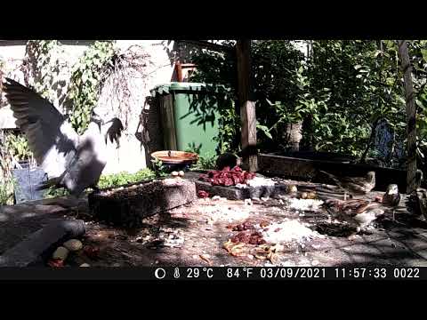 Wildkamera Blusmart 03.02.2021 mein kleines Garten Gewusel