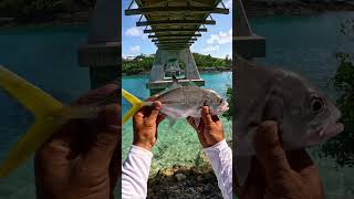 Removing Parasite That Eats Fish Tongue! 😱(Cymothoa Exigua)