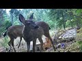 Forest Animal Highlight Reel 12