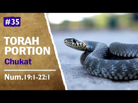 Torah Portion Chukat - The Red Heifer, Fiery Serpents and Moses' Bronze Serpent