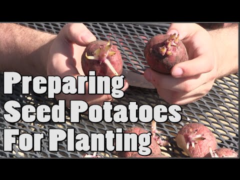 , title : 'How To Prepare Potatoes For Planting - Chitting Tutorial'