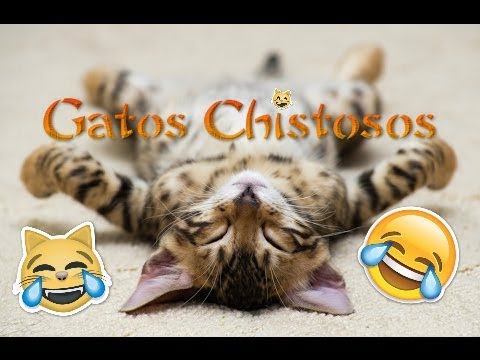 Gatos Chistosos!!