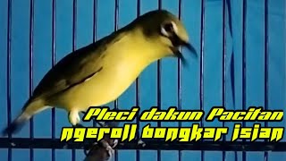 Download lagu pleci dakun Pacitan ngeroll bongkar isian || Pleci gacor. mp3 Download lagu pleci dakun Pacitan ngeroll bongkar isian || Pleci gacor. mp3