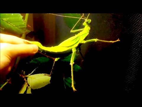 Strašilka malajská (Heteropteryx dilatata) — obranná stridulácia a syčanie (angry jungle nymph hissing)