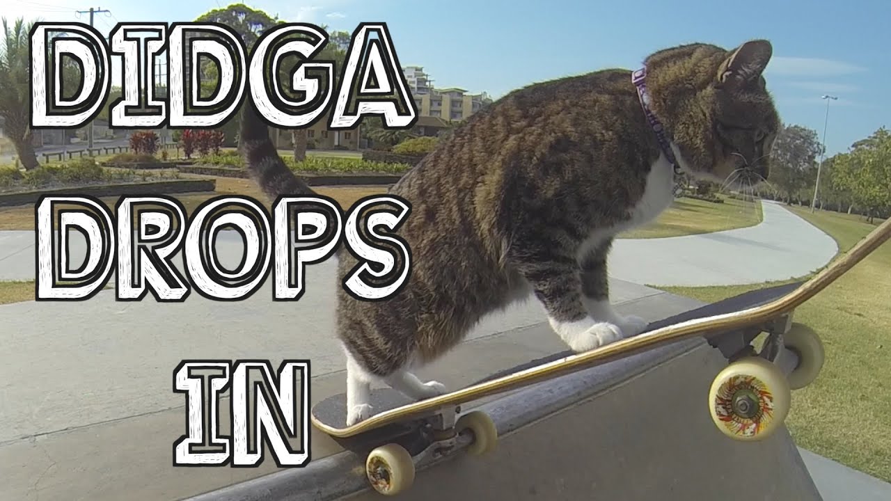Conoce a Didga, el gato que patina bowls