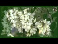 Белой акации гроздья душистые! пение соловья 
