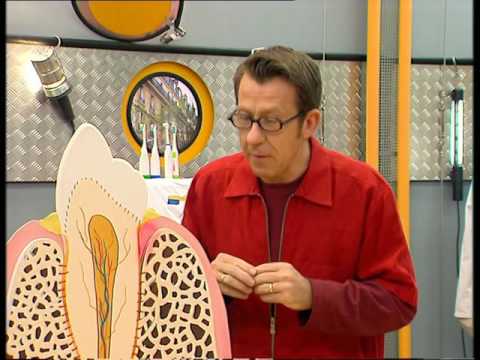 How does a tooth become loose? - It's not rocket science