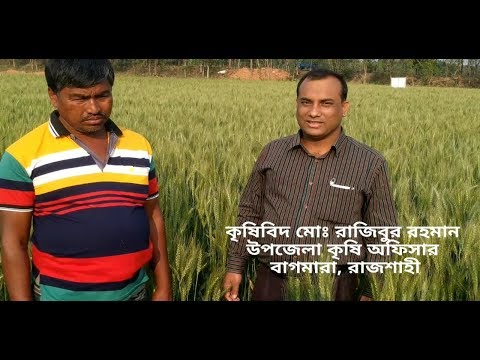 বেড প্লান্টার দিয়ে গম বপন