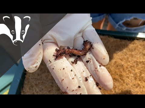 #EssexWildlifeTV - Wonderful Wormery 2