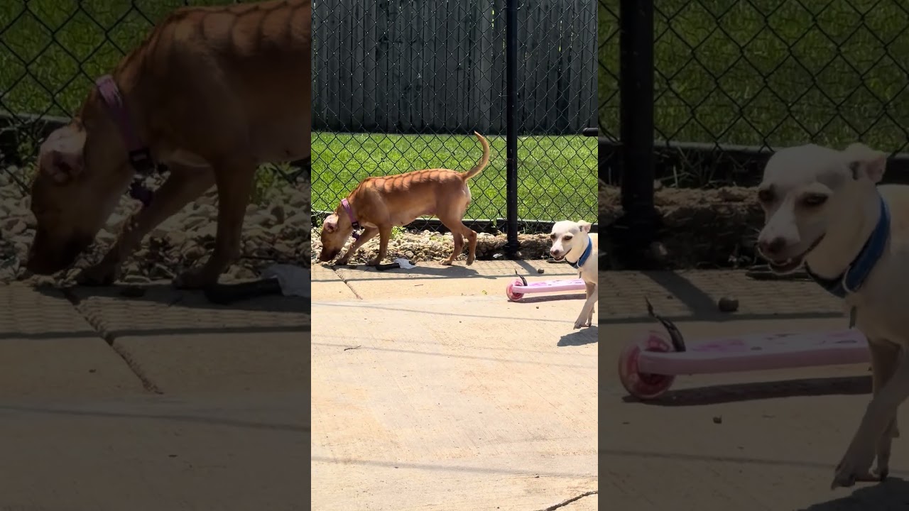 Enlarge Marigold, a Adoptable mixed breed in Chicago, IL video 6/6
