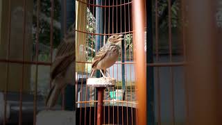 Download lagu Branjangan parva ntb jinak gacor mp3 Download lagu Branjangan parva ntb jinak gacor mp3