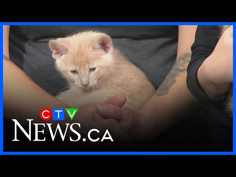 Keeping your pets safe and stress free this Halloween - YouTube