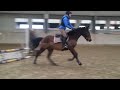 Castrone sBs Cavallo da Sport Belgio In vendita 2020 Baio