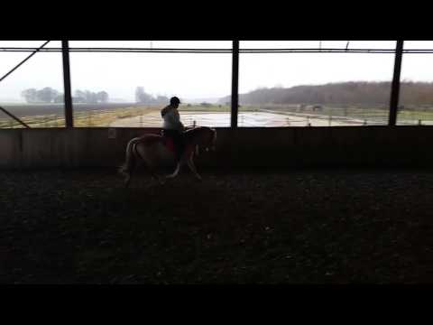 Eigenwijze haflinger genaamd : Khaleesi ♡