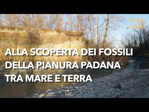 From the Po Valley to the Po Valley, Stirone and Hills Fossils Among Shells and Rhinoceroses