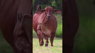 Download lagu jay gaumata #shorts #ytshorts #cow #trending #cowvideos #gay wali videos mp3