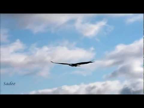 Sargant Fury - Eagle ( Abba cover)