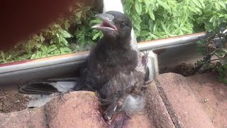 faze tari salveaza o pasare