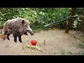 Creative Unique Wild Pig Trap Using Spade And Wood Best Wild Pig Trap Using Spade