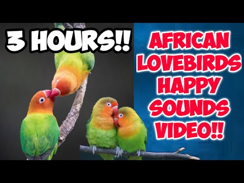 3 hours Lovebirds Singing & Chirping Sounds || Bird chirping sounds to keep your birds happy