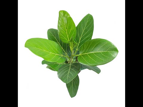 Folha Plant Shop - Ficus benghalensis Audrey - Bengal Fig