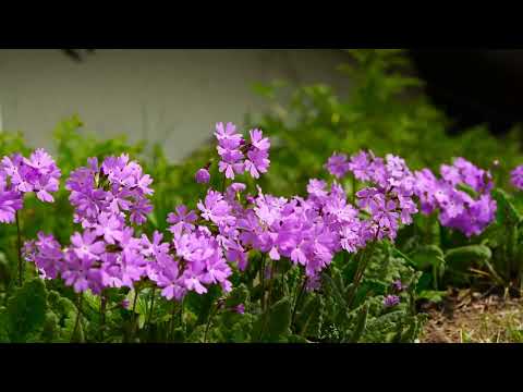 Cântare creștină cu versuri "Numai la Tine" - Mariana Someșan