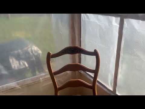 Carpenter Bees All Over the Enclosed Porch in North Brunswick, NJ