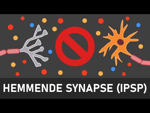 Hemmende Synapsen | Ablauf an inhibitorische Synapsen | IPSP