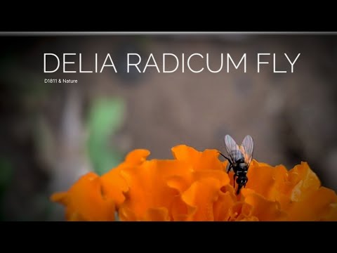 Delia radicum fly | D1811 & Nature