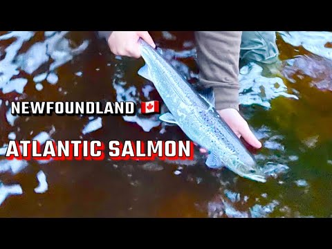 ATLANTIC SALMON Fishing EARLY SEASON  , Newfoundland ! The Realities and early season struggles !