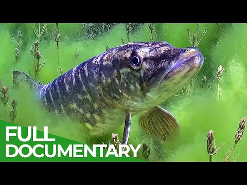 Germany's Wild Reservoirs