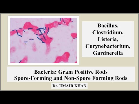 Gram Positive Rods I Bacteriology I Microbiology