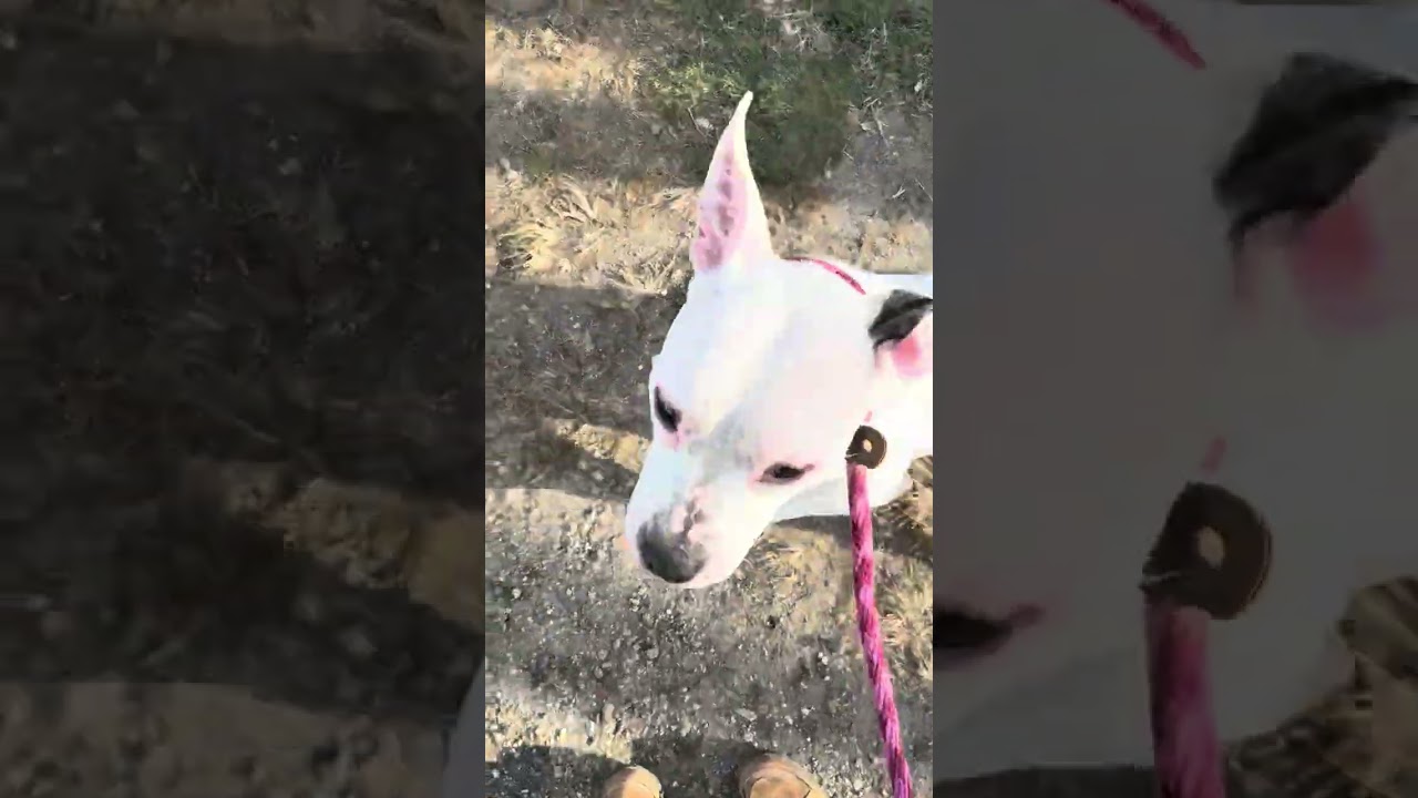 Enlarge Breezy, a ADOPTABLE mixed breed in New York, NY video 6/6