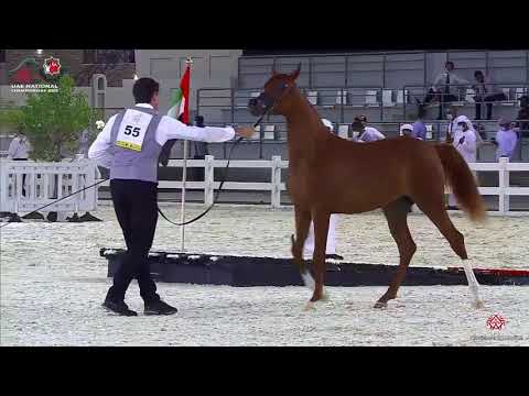 N.55 AJ TALLAH - UAE National Championship 2020 - Yearling Fillies (Class 1D)