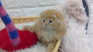 スコティッシュフォールドの動画01