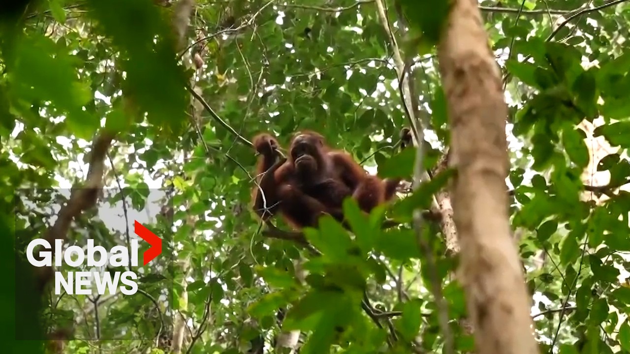 Video: Indonesia relocates 8 orangutans to Batu Nyambu forest after Borneo wildfires