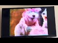 Sesame Street The Squirrelles Cracking Nuts