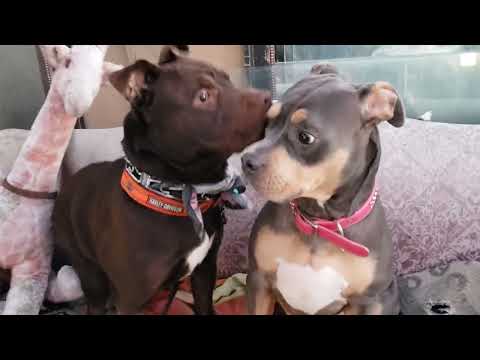 #CubbyBear and Lib meet