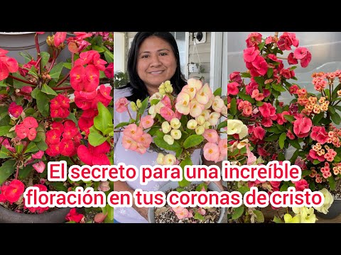 El secreto para una increíble floración en Coronas de Cristo/ Coronas de espinas