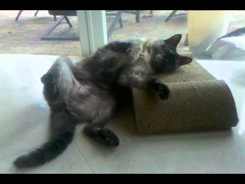 Sarah Jane on catnip